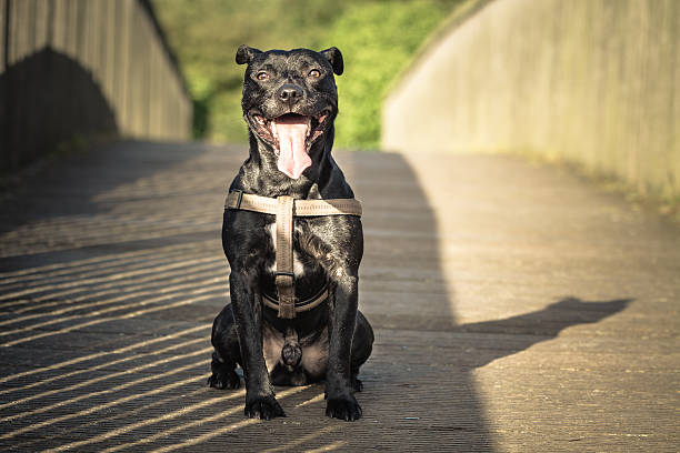 black chien - dog walking silhouette bull terrier photos et images de collection