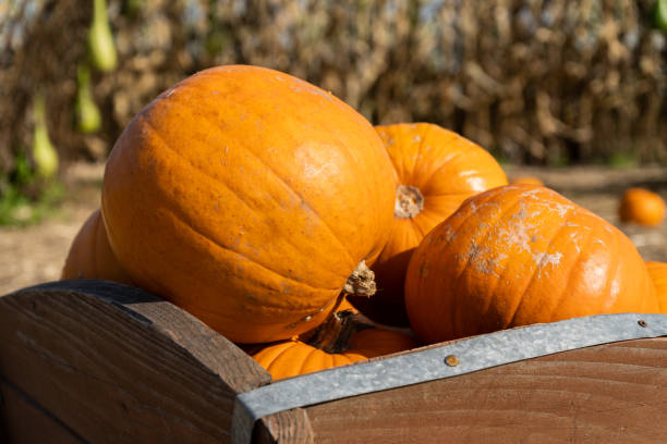 istock Pumpkins on a pumpkin patch field farm. 1783692926