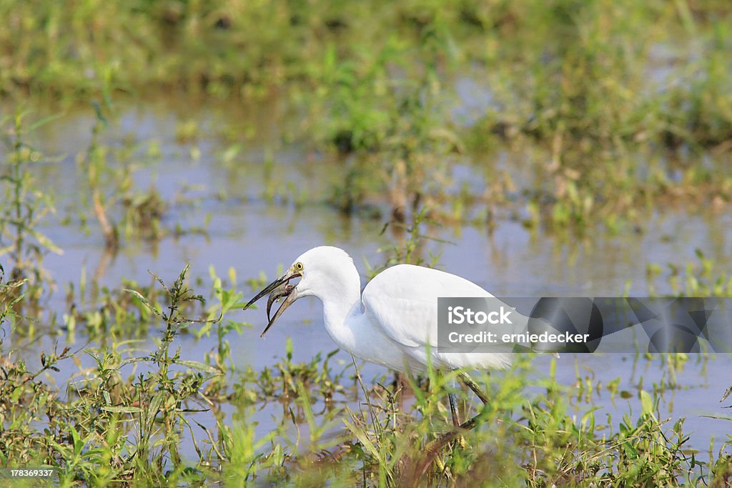 Garça-branca-americana pescar um peixe - Foto de stock de Alimentar royalty-free