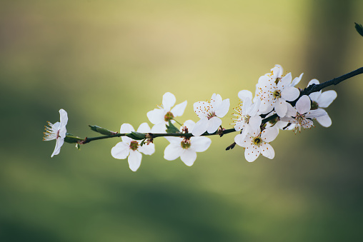 Plum spring flowers