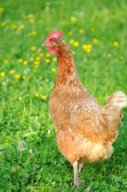 istock Red Chicken in the Garden 178369391