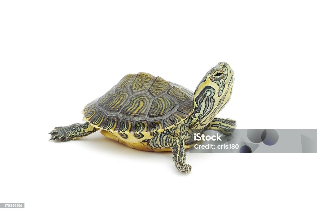 turtle - Lizenzfrei Wasserschildkröte Stock-Foto