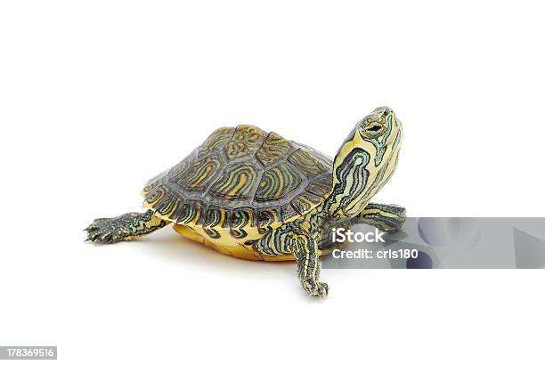 Turtle Stock Photo - Download Image Now - Turtle, White Background, Pets