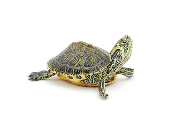 small turtle on white background