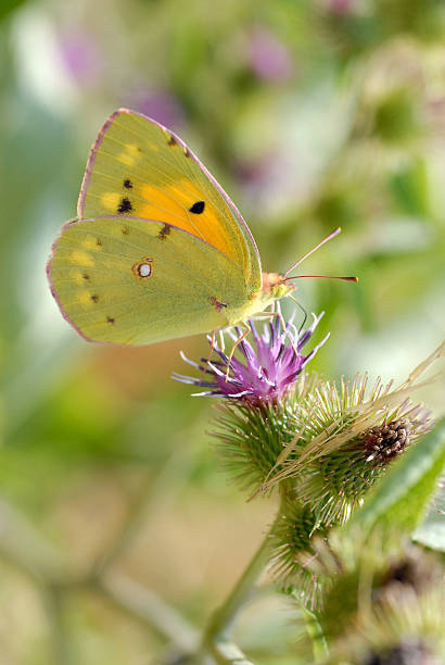 Clouded yellow butterfly feeding on flower Macro clouded yellow butterfly (Colias) feeding on thistle flower butterfly colias hyale stock pictures, royalty-free photos & images