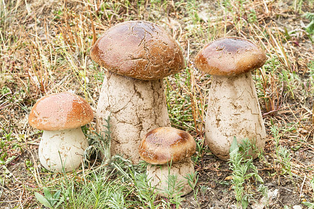 istock Mushrooms - garden sculpture 178369680