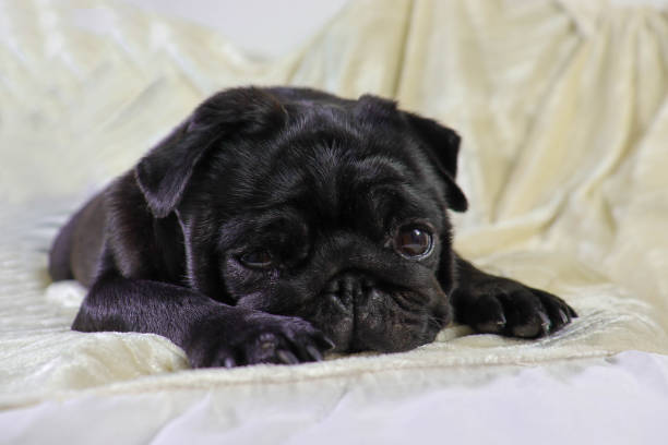 istock Cute pug dog lying on a blanket on a white bed in the bedroom 1783697681