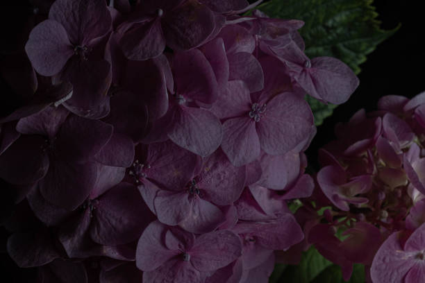 istock Moody flowers. Close up dark pink hydrangea flowers on a black background. Blur and selective focus. Low key photo. 1783698354