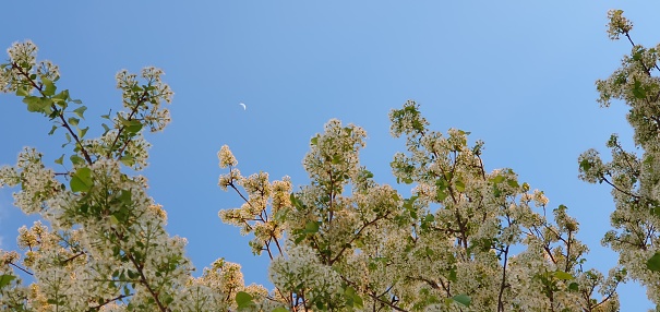 Prunus mahaleb tree and moon