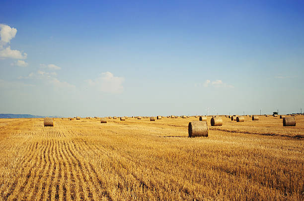 Campo de trigo paisagem - foto de acervo