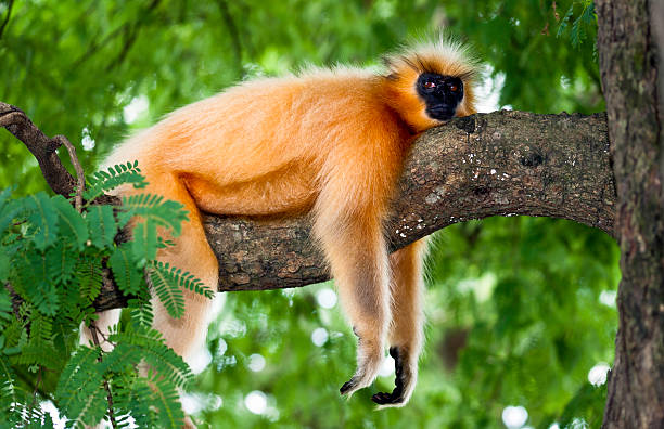 Gee's Golden Langur, primate, Guwahati, Assam, India