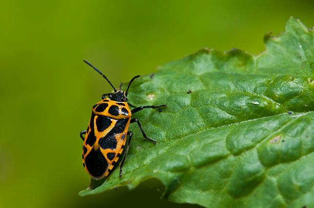 Arlecchino Cavolo rosso bug (Eurydema dominulus) - foto stock