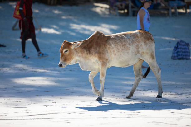 istock Young cow walking on a beautiful beach along the ocean 1783699643