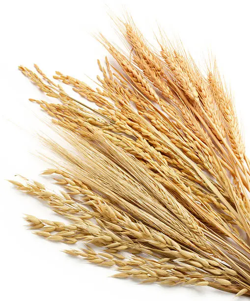 "various type of cereals including wheat (triticum), paddy (oryza), barley (hordeum) and oat (avena)"