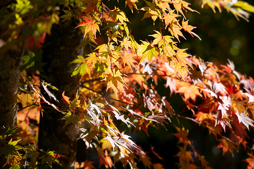 Details of the leaves of a Japanese maple during autumn with the characteristic red, yellow and brown colors of that time..