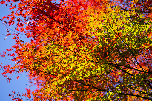 Colorful autumn trees in the forest, White Mountain National Forest, New Hampshire, USA