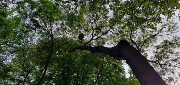 istock big trees and birdhouse 1783705219