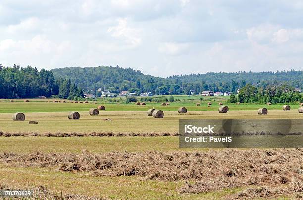 Photo libre de droit de Hay Bails Dans Un Champ banque d'images et plus d'images libres de droit de Agriculture - Agriculture, Aliment, Automne