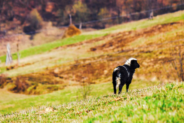 istock black lamb on the hill in early spring 1783706486