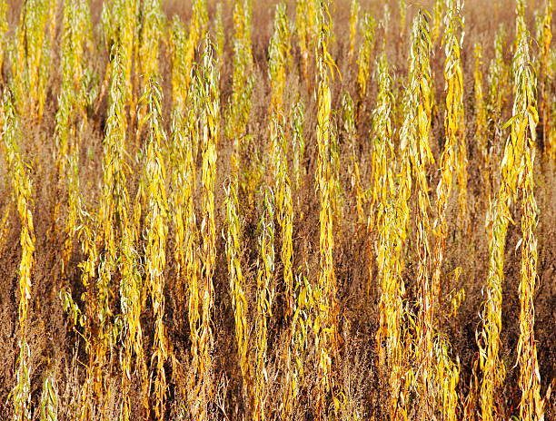 istock Plant of sallow. 178370652