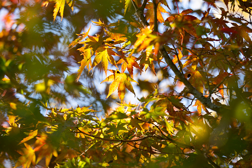 Details of the leaves of a Japanese maple during autumn with the characteristic red, yellow and brown colors of that time..