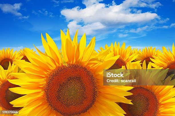 Sunflower Feld Gegen Blauen Himmel Stockfoto und mehr Bilder von Agrarbetrieb - Agrarbetrieb, Baumblüte, Blau