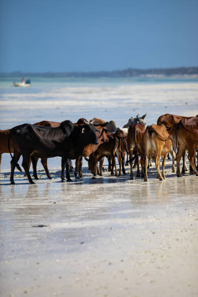 Young cow walking on a beautiful beach along the ocean