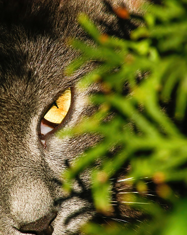 Yellow cat eye with green plant.