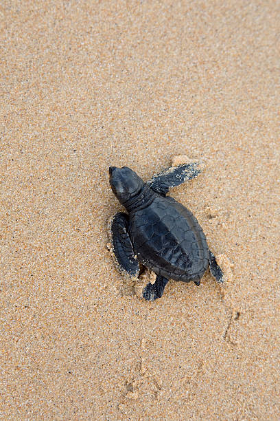 istock turtles give birth and get out from sand 178370801