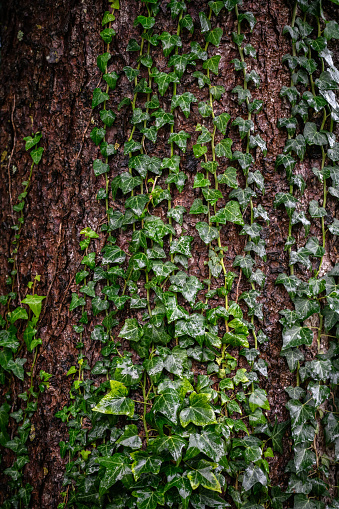 Wet ivy on tree bark