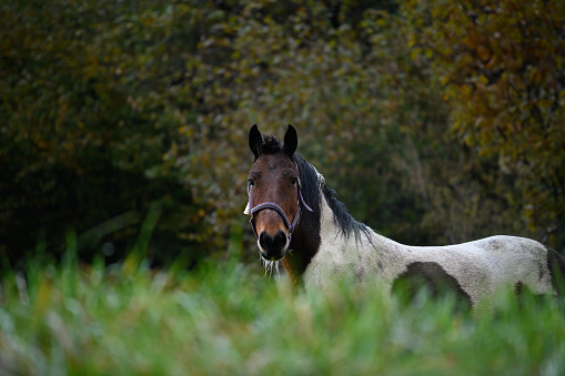 Horse in autumn