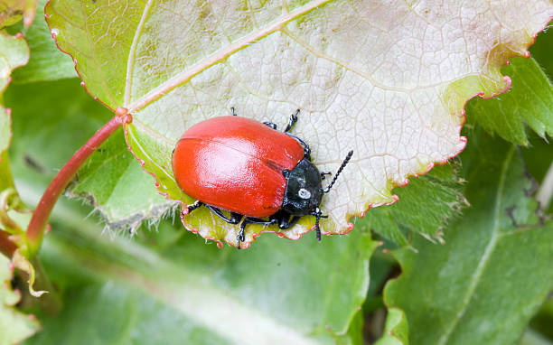 Red Beetle "Poplar Leaf Beetle (Melasoma populi) on leaf of Poplar.For more pictures of insects, look" leaf beetle photos stock pictures, royalty-free photos & images