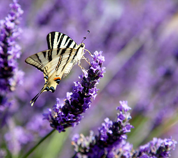 papillon dans un champ de lavande en provence, france () - scarce swallowtail photos et images de collection