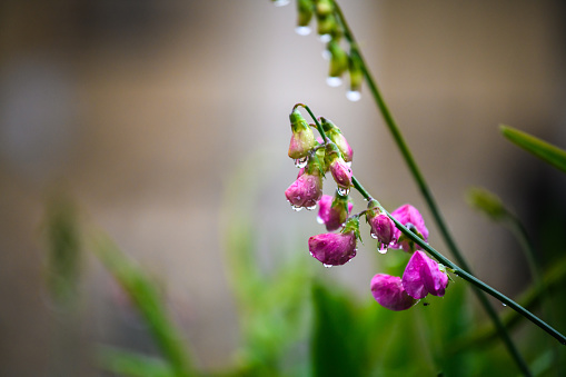 Lathyrus, drops