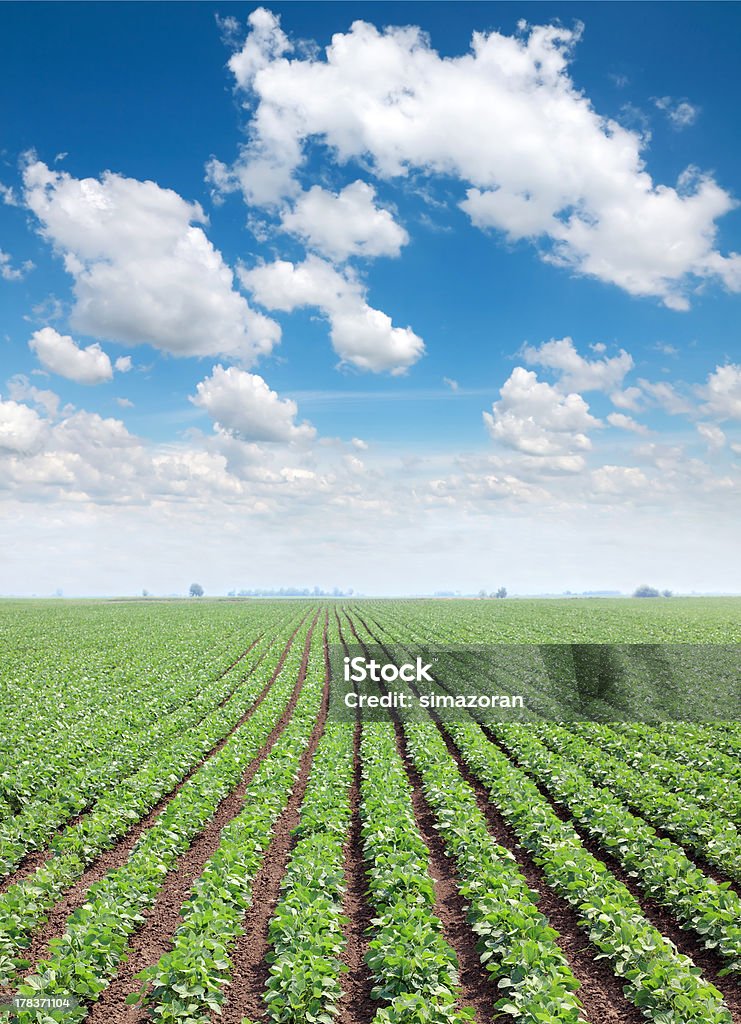 L'Agriculture - Photo de Graine de soja libre de droits