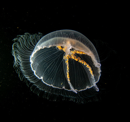 A close-up picture of a Moon jellyfish or Aurelia aurita with black seawater background
