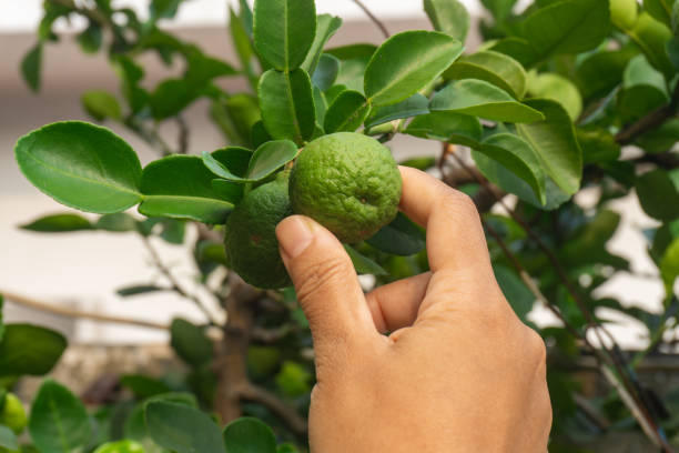 istock harvesting picking kaffir lime fruit by hand 1783712469