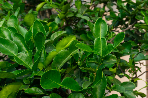 Kaffir lime (cytrus hystrix) or jeruk purut tree. Selective focused.