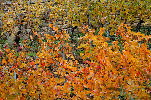 Autumn colored vine leaves