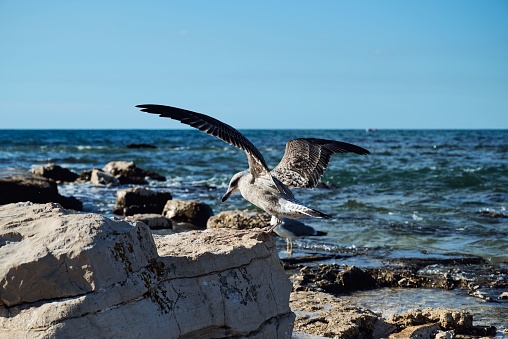 A juvenile seagull landing on a rock outcrop