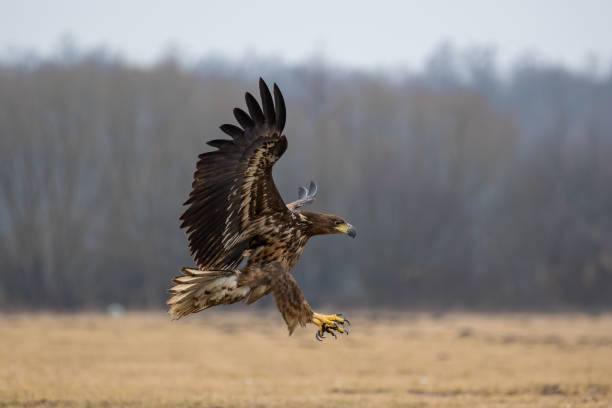 istock White-tailed sea-eagle preparing for landing on the ground 1783714656