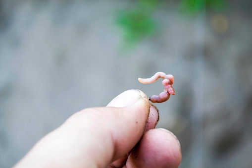 close-up, a worm in the hand of a man who wants to put it on the hook, against the background of the handle of the fishing rod