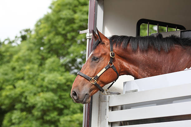 Just arrived bay horse looking out of a horse trailer horse color stock pictures, royalty-free photos & images