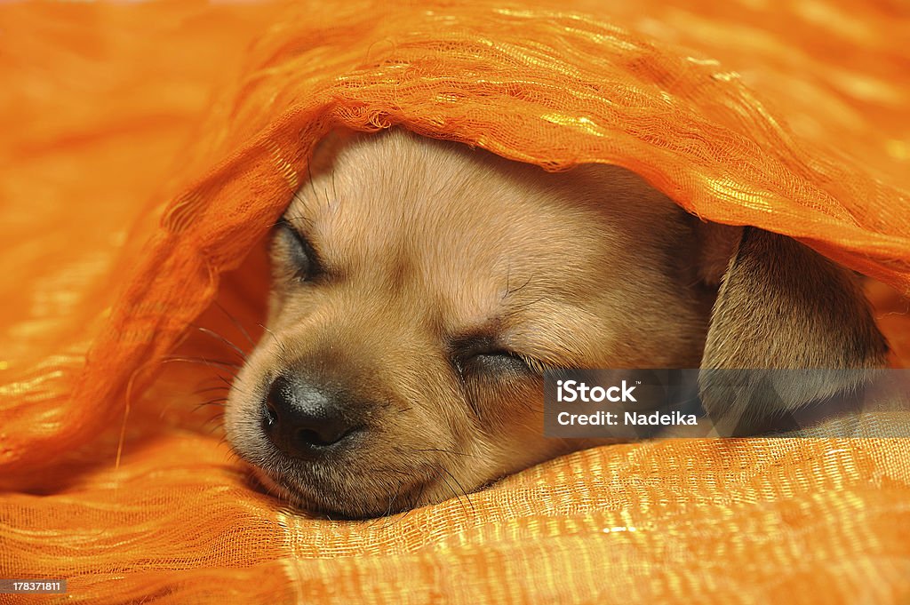 Chihuahua puppy sleeping under a bright orange blanket Animal Stock Photo