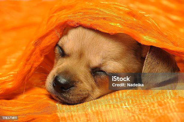 Chihuahua Puppy Sleeping Under A Bright Orange Blanket Stock Photo - Download Image Now