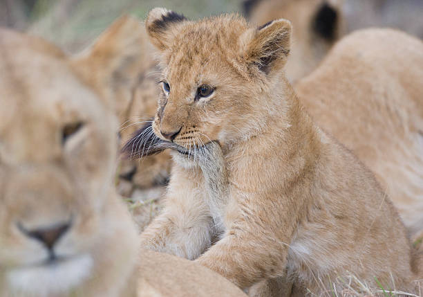 istock lion cub with mothers tail in its mouth 178371865