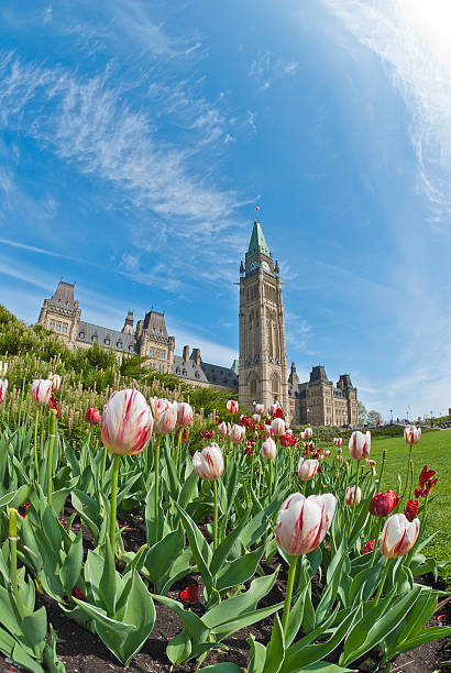 istock Ottawa Parliament Building and Tulips 178372022