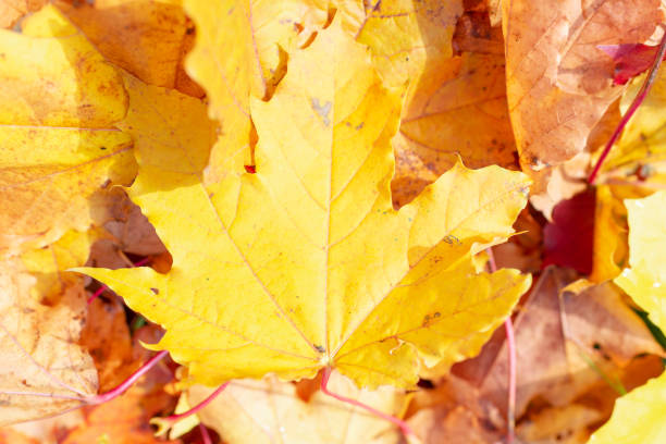 Autumn maple tree