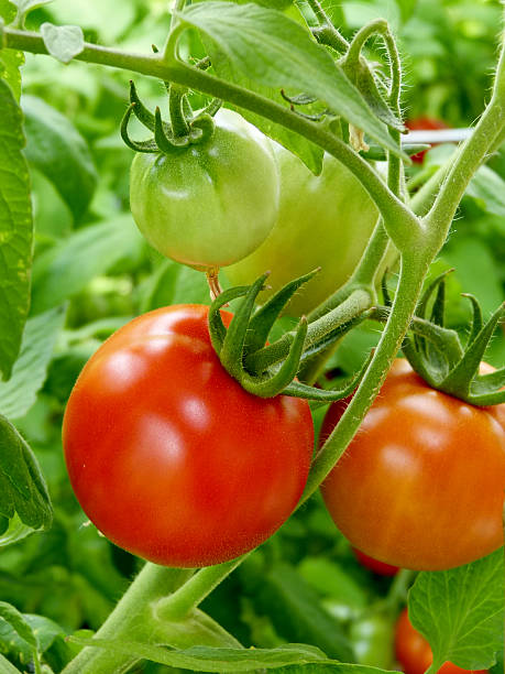 istock Green and red tomatoes growing on the vine 178372099