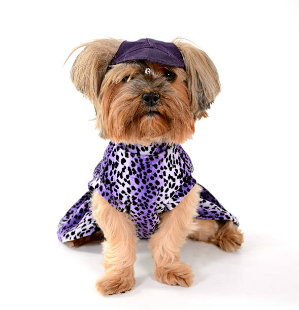 istock Small dog with dress and hat 178372172